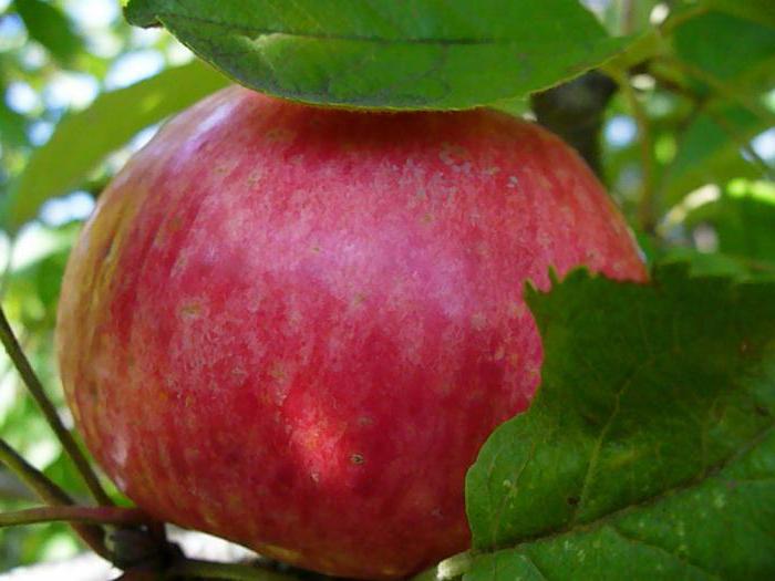  सेब सेब का पेड़ 