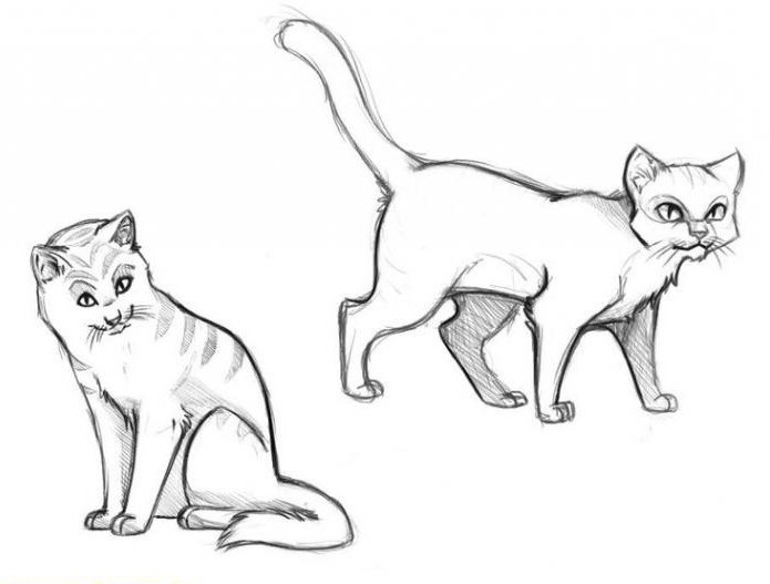 बिल्लियों-योद्धाओं को कैसे आकर्षित करें - एक कदम-दर-चरण विवरण