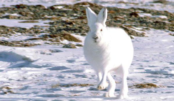 आर्कटिक खरगोश कहाँ रहते हैं और खाते हैं?