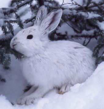 सर्दियों के लिए खरगोश कैसे तैयार करता है, यह जीवित रहने के लिए क्या करता है?